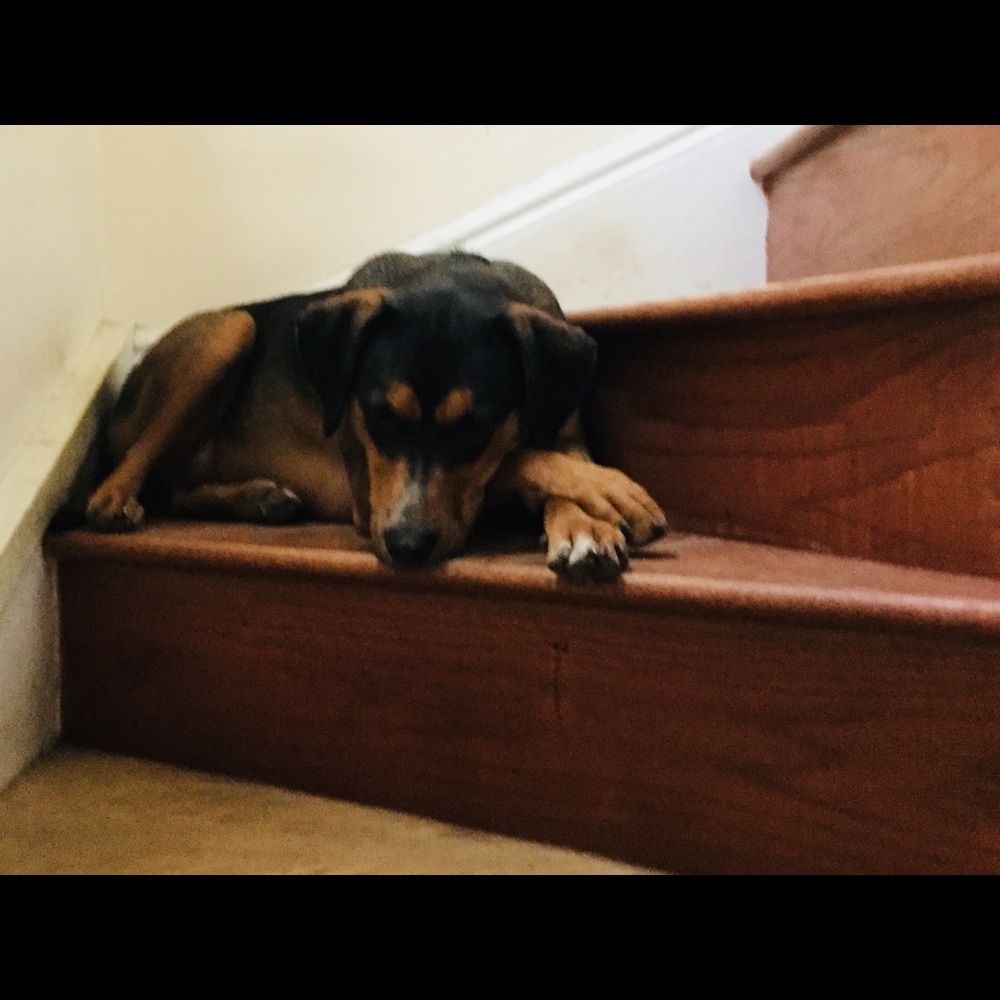 Meet your Posher, Bella